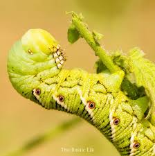They ruin the whole plants. How To Identify And Get Rid Of Tomato Hornworms Naturally The Rustic Elk