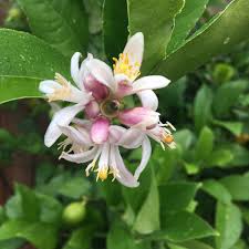 We did not find results for: Lemons Fresh From The Tree In Canada Donna Balzer