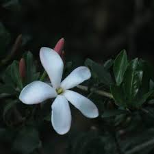 Image result for Hyperacanthus microphyllus