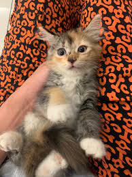Website untuk peminat kucing parsi atau persian di kuantan pahang malaysia. Anak Kucing Parsi Comel Everything Else Others On Carousell
