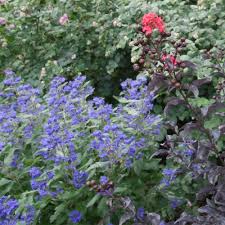 Image result for Caryopteris odorata