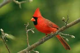 Birds Of Northern Illinois Sounds Cardinal This Bird Holds Very Special Meaning Birds Red Birds Northern Cardinal