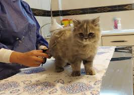 گالری تصاویر بخش گرومینگ | کلینیک آدورینا