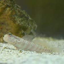 Pink spotted watchman goby