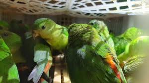 Cucak ijo mampu menirukan suara burung lain, layaknya burung … Bagaimana Penyelundupan Dan Regulasi Burung Kicau Mengancam Keseimbangan Ekosistem Hukum Majalah Tempo Co