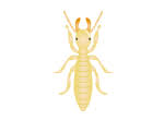Cooper pest solutions offers a preventative stink bug service. Residential Pest Control Allgood Pest Solutions Georgia Tennessee