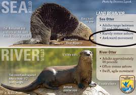 Wanna know the difference between sea otters and river otters. Sea Otter Vs River Otter Album On Imgur