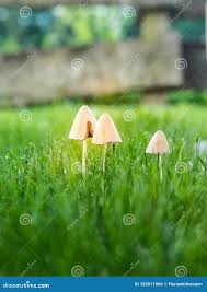 Image result for Conocybe lactea