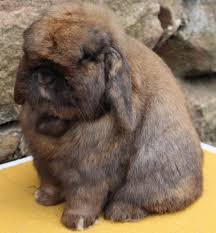 The Myth Of Breeding Like Rabbits By Brittany Peruski Medium