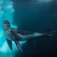 Antarctica Feeds My Soul Senses And Camera More Than Any Other Place On Earth It Is All About The Wildlife The Encou Leopard Seal Arctic Animals Sea Animals