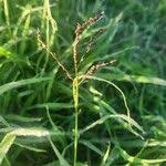 Image result for Digitaria velutina