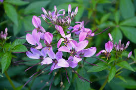 Maybe you would like to learn more about one of these? Purple Flowers Small Flowers Green Leaves Small Petals Flowering Garden Nature Flower Flowering Plant Plant Freshness Pxfuel