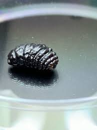 Image result for cuterebriasis in dogs