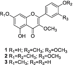 Tv rana e beijinho no ombro. Flavonoids From Siparuna Cristata As Potential Inhibitors Of Sars Cov 2 Replication Springerlink