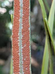 Image result for Pyrrosia