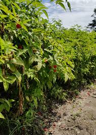 Image result for Rubus rosifolius