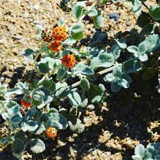 Flower Of The Day Love Butterflies The Small Orange Flowers Of Woolly Butterfly Bush Buddleia Marrubifolia Butterfly Bush Orange Flowers Attract Butterflies