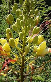 Image result for Erythrostemon