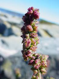 Image result for Ochthocharis