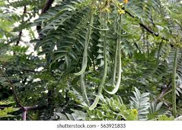 Image result for Samanea leptophylla