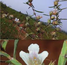 Image result for Lepidagathis scariosa