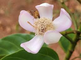 Image result for Bixaceae