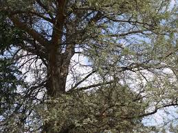 Image result for Faidherbia albida