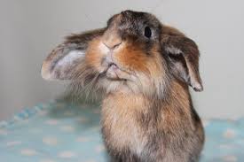 Pet sitters near me rabbits. What Pet Sitting Visits Do I Need For My Rabbit Wet Noses Pet Sitting