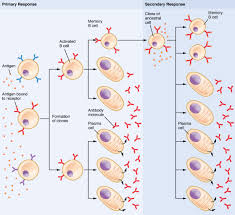 21 4 The Adaptive Immune Response B Lymphocytes And