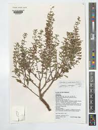 Image result for Endostemon tereticaulis