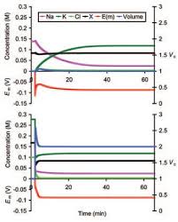 This video discusses the role of potassium ion (k+) in producing a membrane potential. The Interdependence Of Cell Volume And Resting Membrane Potential The Physiological Society