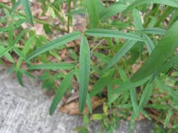 Image result for Crotalaria lanceolata