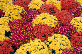 The flowers can be seen blooming in a variety of colors that range from white and lavender to crimson red. Mums 101 Everything You Need To Know About Fall S Favorite Flower