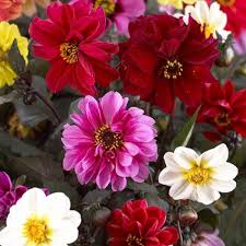 Image result for Dahlia x pinnata `Redskin`