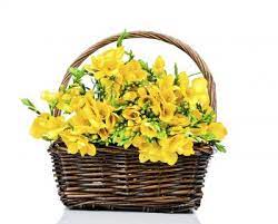Can Freesias Grow In A Pot Learn About Planting Freesias In Containers Freesia Flowers Container Plants Freesia