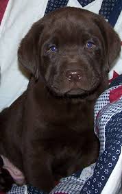Check spelling or type a new query. Arizona Labrador Breeders Who Loves Our Puppies Lab Puppies Labrador Breeders Lab Dogs
