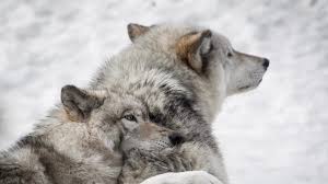 Explore 4k wolf wallpaper on wallpapersafari | find more items about 4k aurora wallpaper, free desktop wallpaper hd, northern lights wallpaper 4k. Wolf Wallpaper 4k 3840x2160 Wallpaper Teahub Io