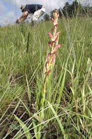 Image result for Disa brevicornis