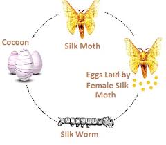 Maybe you would like to learn more about one of these? Cbse Ncert Notes Class 7 Chemistry Fibre To Fabric