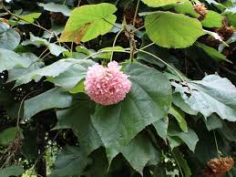 Image result for Dombeya lastii