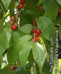 Image result for Flacourtia