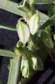 Image result for Polygala erioptera