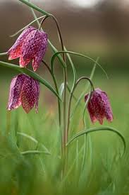We did not find results for: Ten Of Britain S Rarest Wild Flowers In Pictures Environment The Guardian