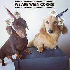 Pin By Kathy Fraser On Doxy Love Weenie Dogs Funny Dachshund Love Dachshund Puppy Funny