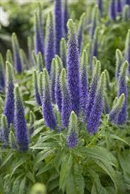 Veronica 'Sunny Border Blue' shipped from Grower to your door