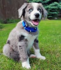 Black And Brown Border Collie Puppy Brown Border Collie Puppies Google Search Australian Shepherd Puppy Shepherd Puppies Puppies