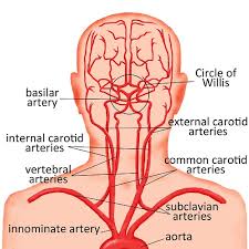 Image result for carotid artery
