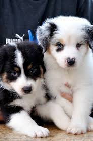 Australian Shepherd Puppies Yavru Kopek Hayvan Yavrulari Kopek