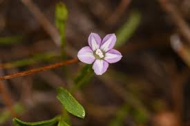 Image result for Syncolostemon sp. nov. aff. teucriifolius