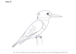 Learn How To Draw A Kingfisher Birds Step By Step Drawing Tutorials Bird Drawings Bird Drawing For Kids Kingfisher Bird